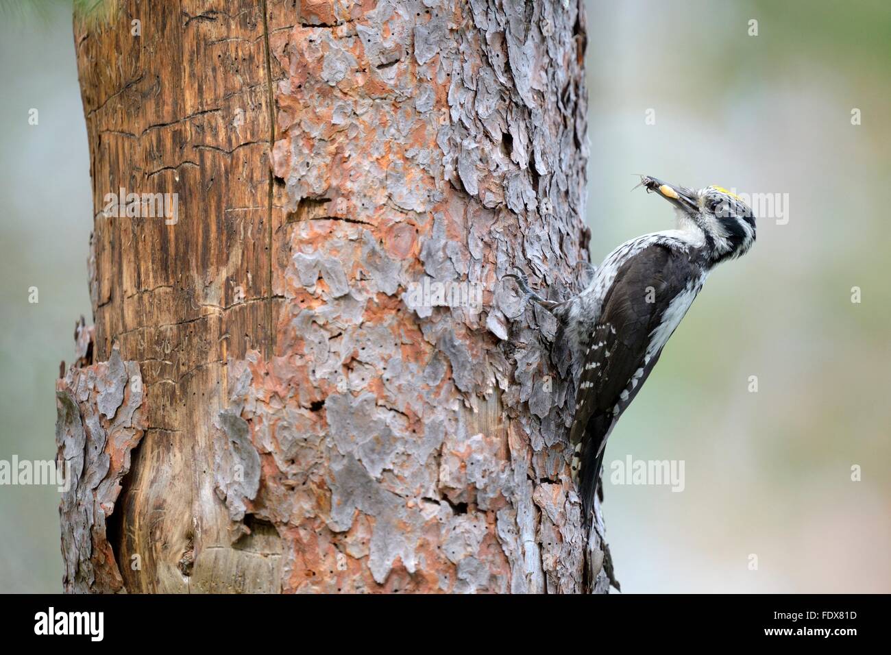 Three-toed woodpecker (Picoides tridactylus), male on old pine trunk, food in beak, Rokua National Park, Utajärvi, Finland Stock Photo