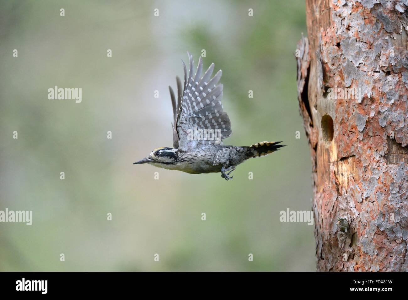Three-toed woodpecker (Picoides tridactylus) leaving nesting hole, Rokua National Park, Utajärvi, Finland Stock Photo