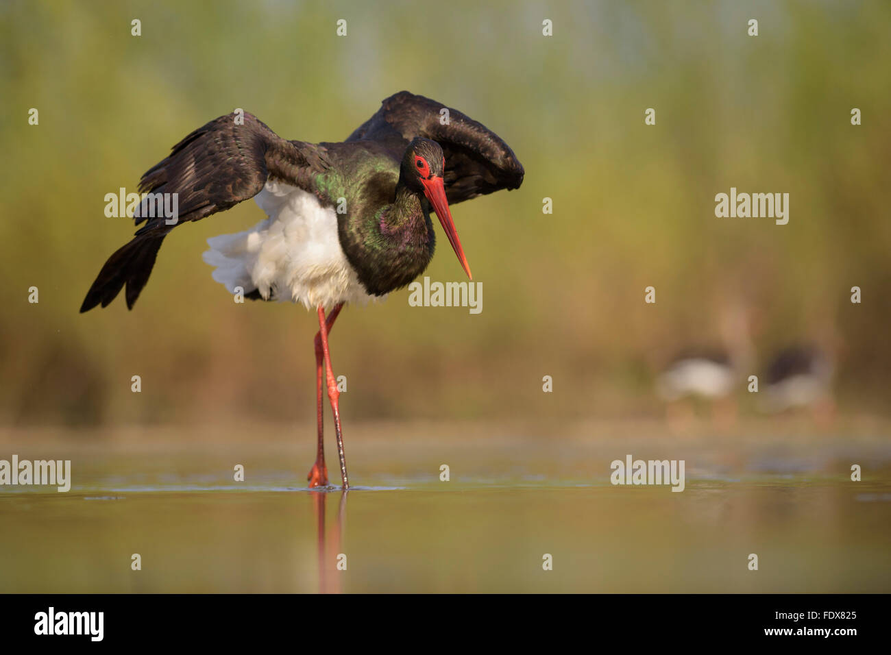 Black stork (Ciconia nigra), walking through water, outstretched wings, Kiskunság National Park, East Hungary, Hungary Stock Photo