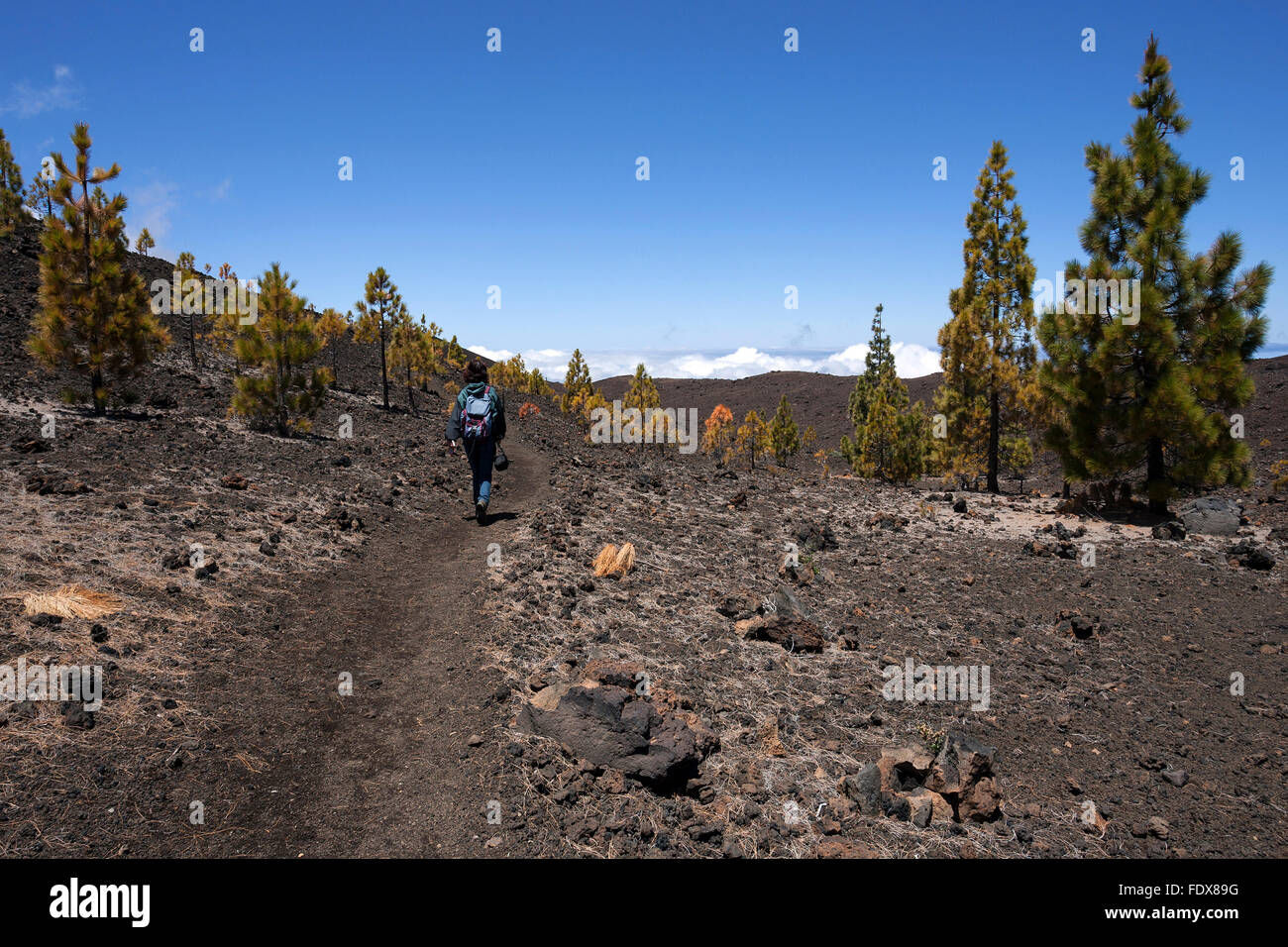 Hiker in volcanic landscape with Canary pines (Pinus canariensis), Teide National Park, UNESCO World Heritage Site, Tenerife Stock Photo