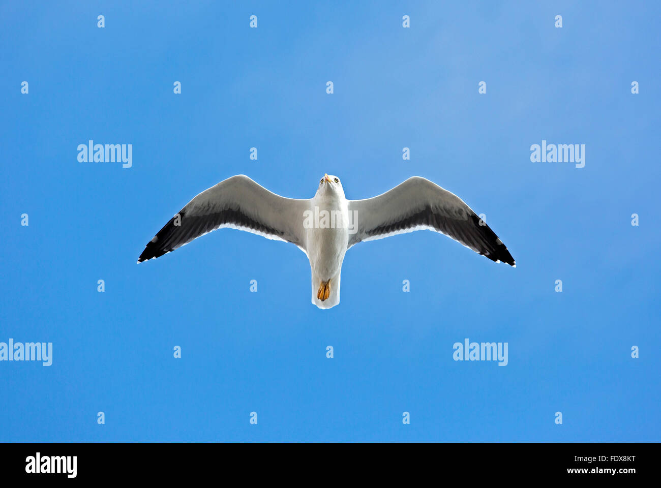 Yellow-legged gull (Larus michahellis) flying Stock Photo