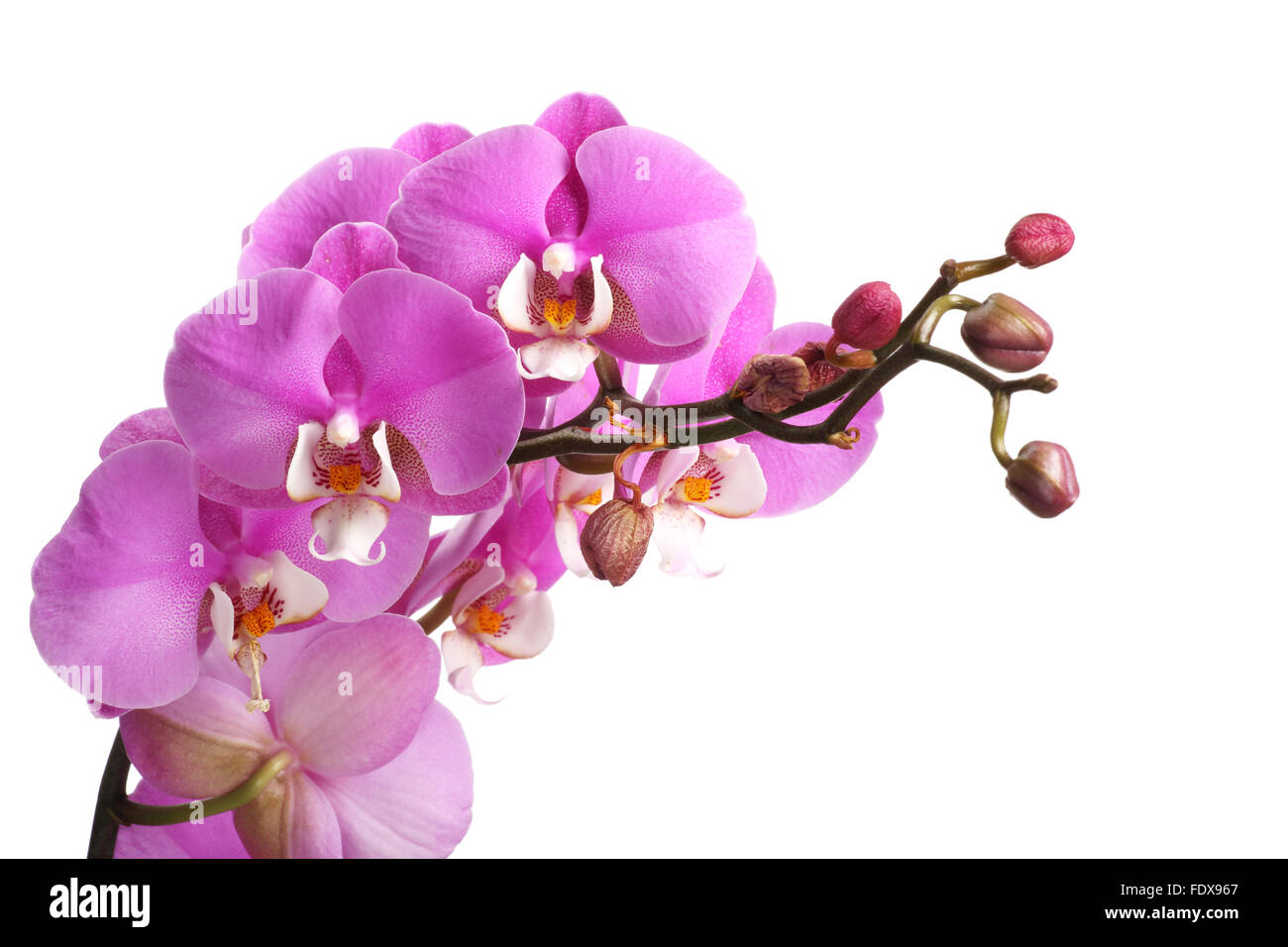 Pink streaked orchid flower isolated on white background Stock Photo ...