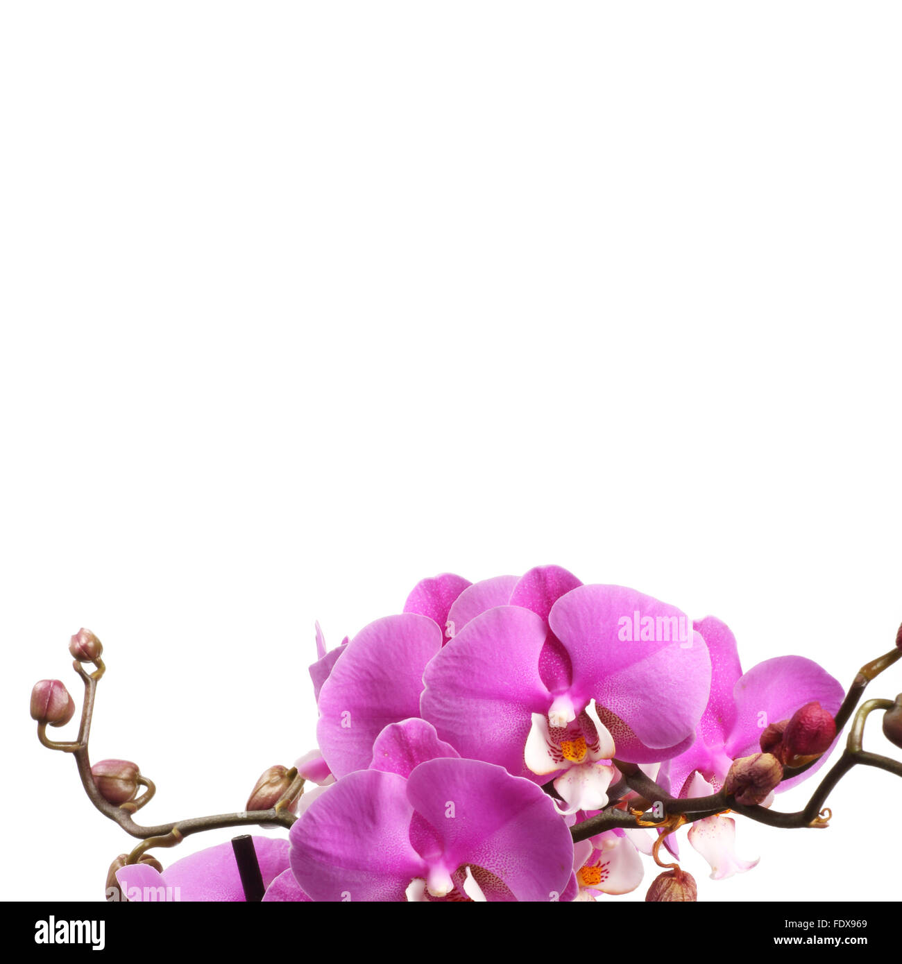 Pink streaked orchid flower isolated on white background Stock Photo ...