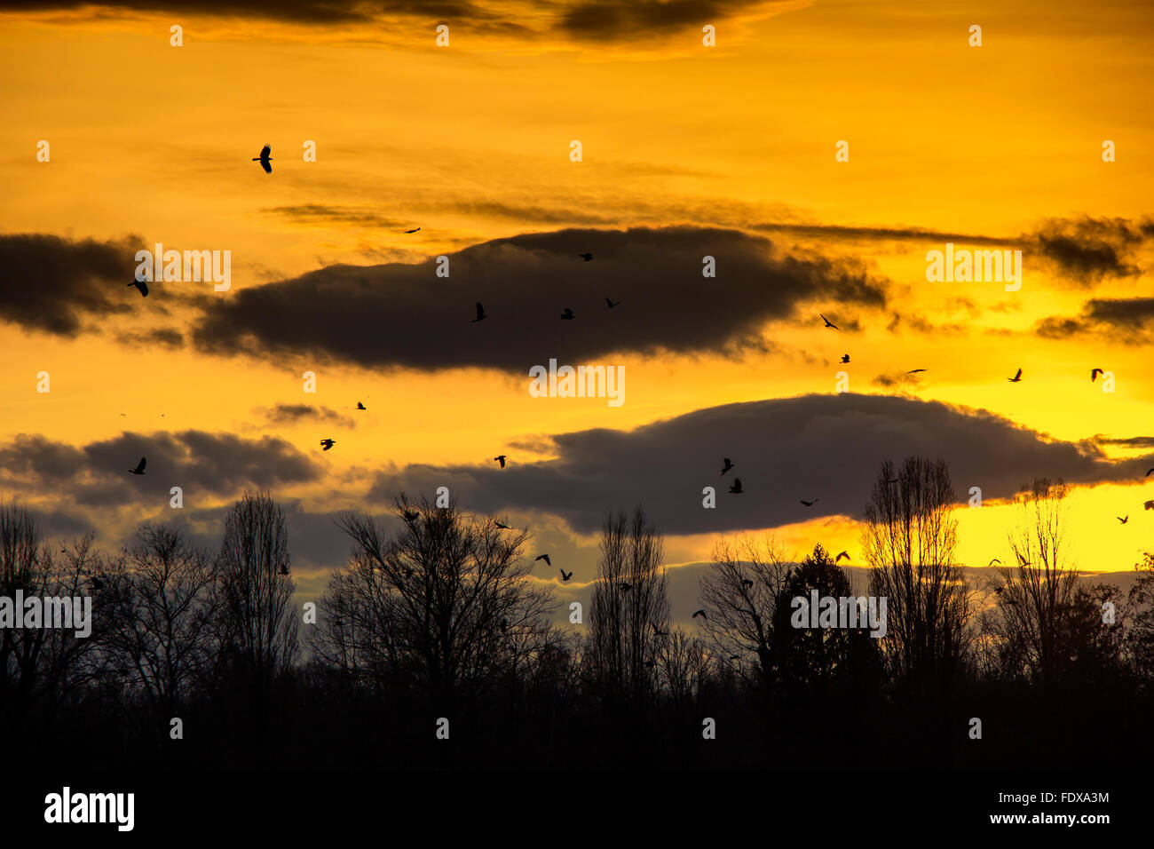 Flock of Birds Flying in the sky Sunset as Background Stock Photo