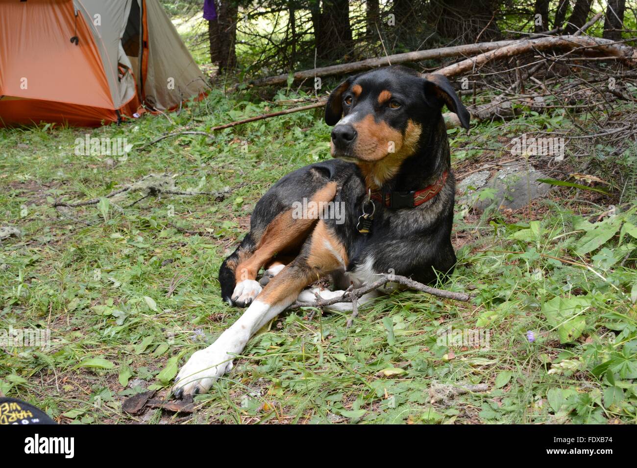 Dog taking a rest break at camp in mountains of New Mexico - USA Stock Photo