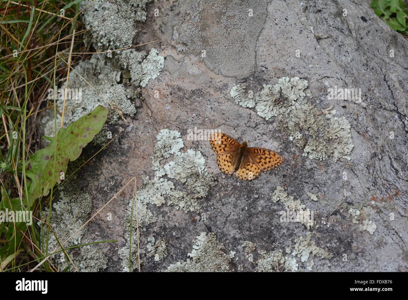 Atlantis Fritillary on boulder along trail in Carson National Forest New Mexico - USA Stock Photo