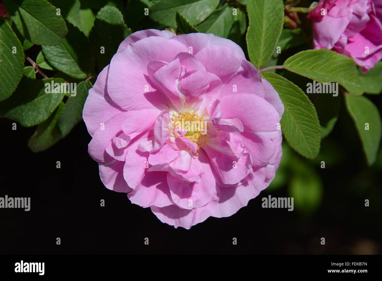 Pink Rose w/yellow center Stock Photo