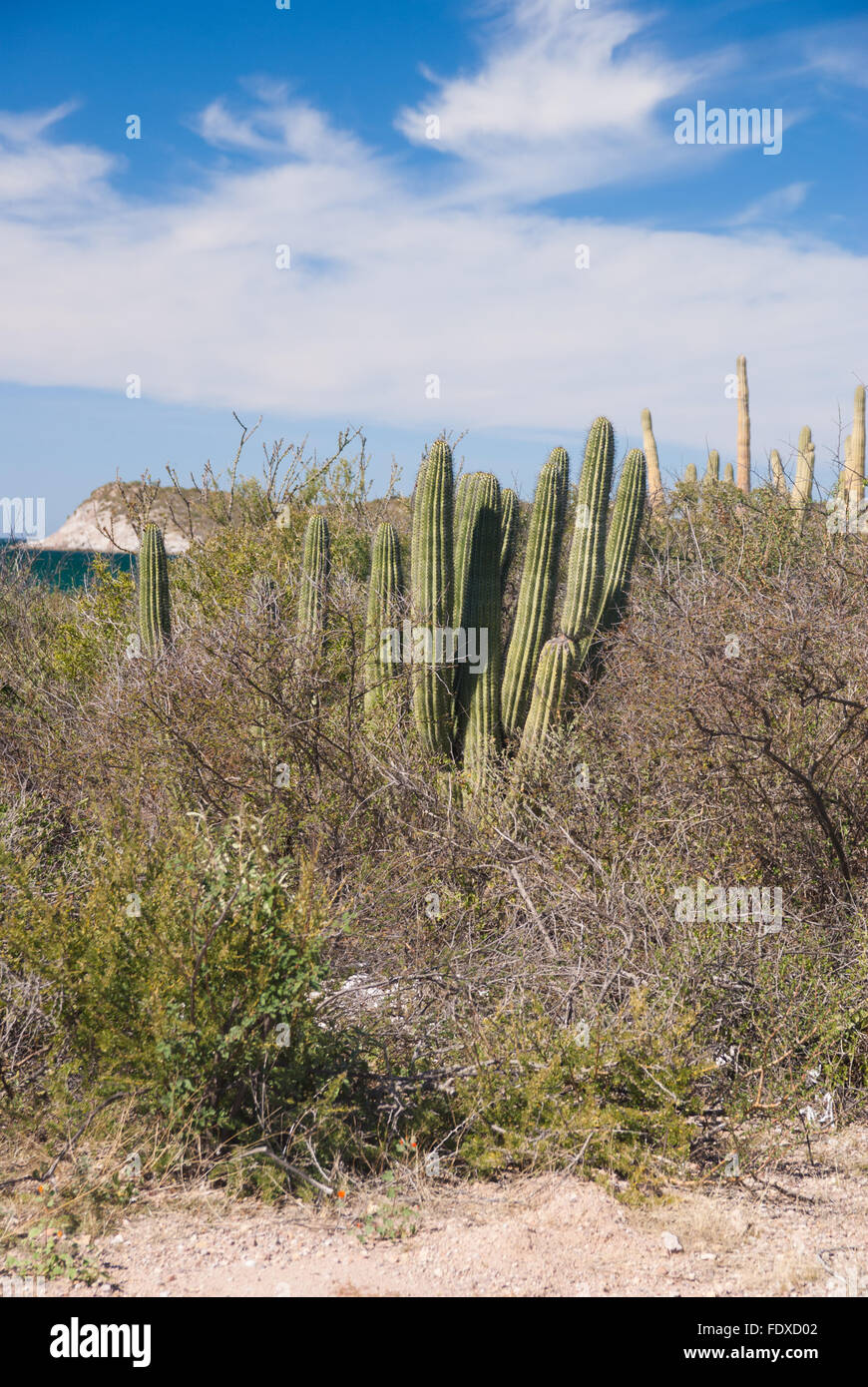 Organ-pipe cactus on coast of the Gulf of California, Sonora Mexico Stock Photo