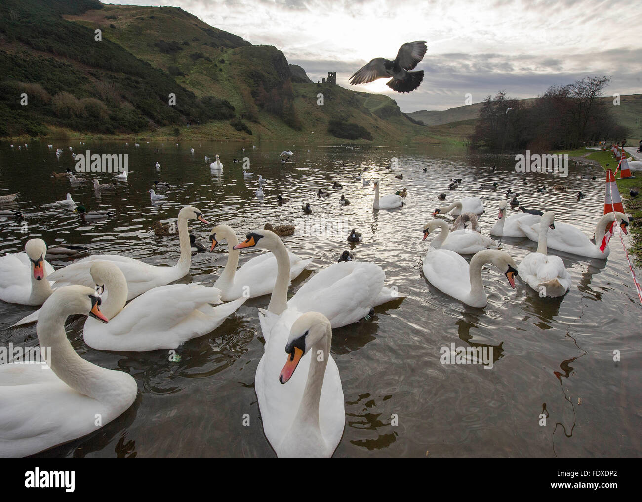 13th December 2015,  Edinburgh, Scotland, UK.  Swans on St Margaret's Loch, Holyrood park, Edinburgh. Stock Photo