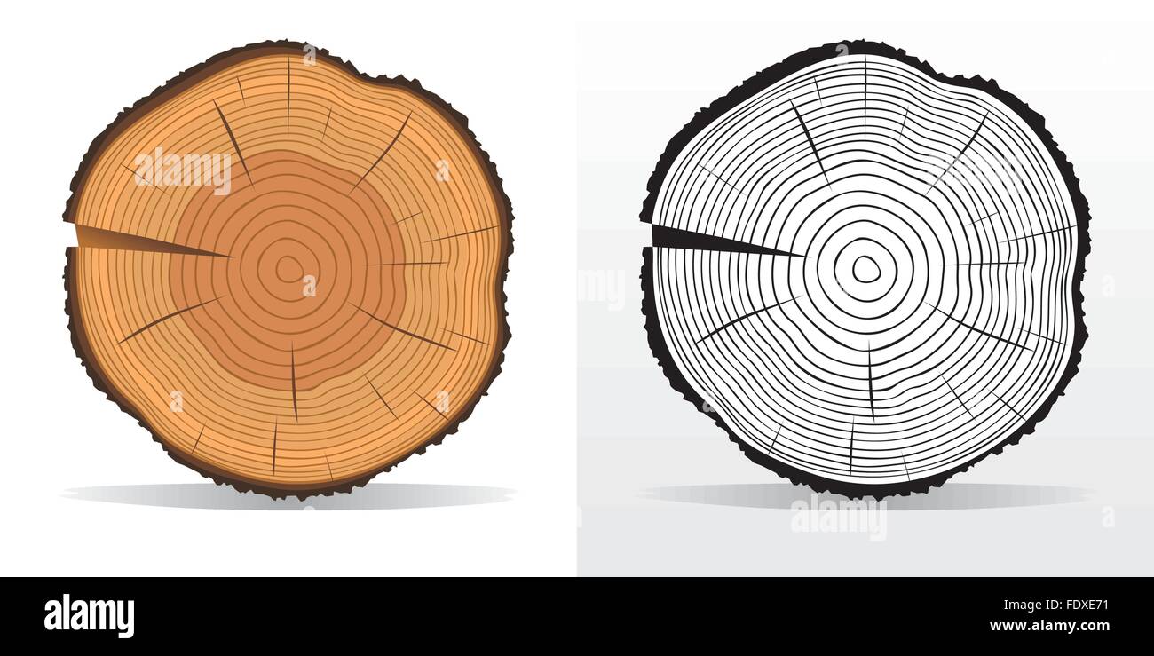 Tree ring hi-res stock photography and images - Alamy