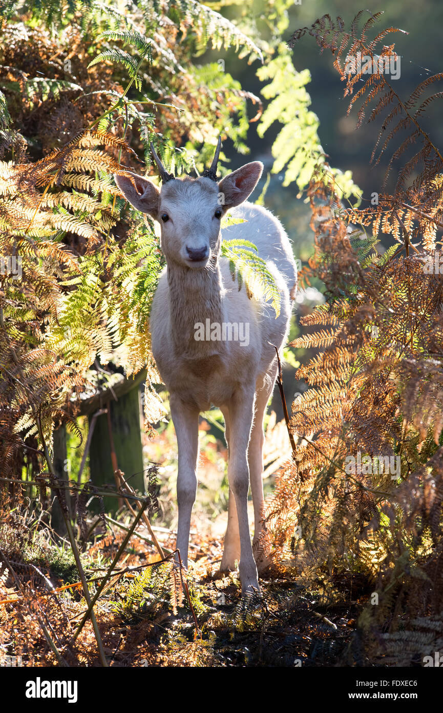 Fallow Deer (Dama Dama) Stock Photo