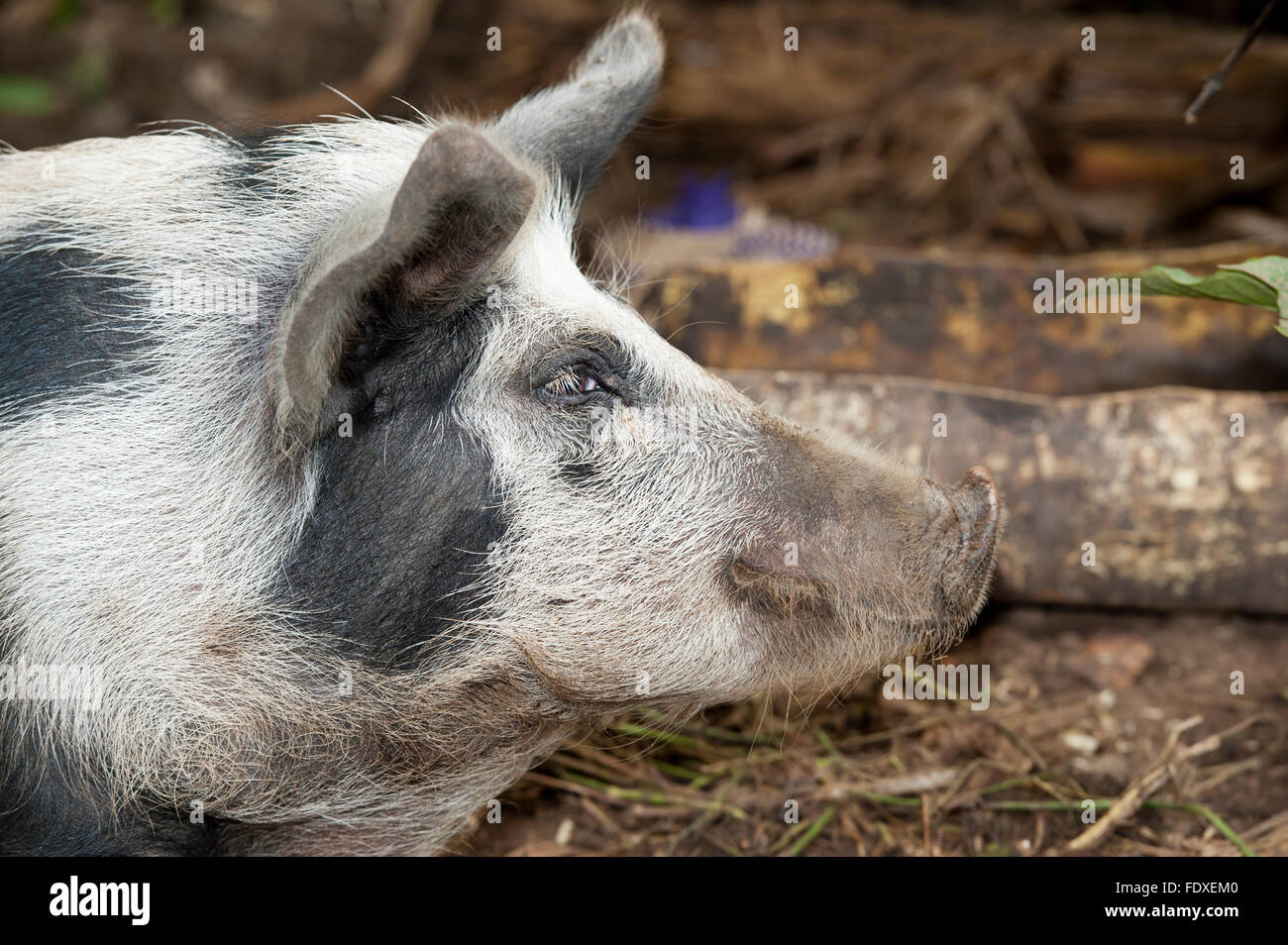 spotted pig in pen on farm in Uganda. Stock Photo
