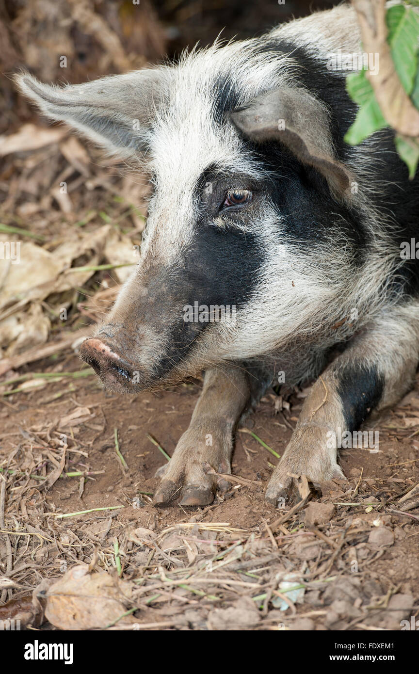 spotted pig in pen on farm in Uganda. Stock Photo