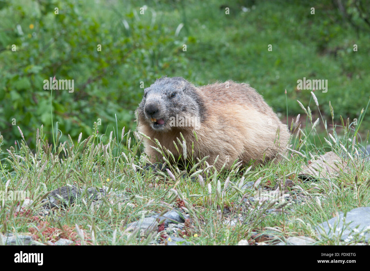 Alpine Marmot (Marmota marmota). Near Gavarnie. Park National des Pyrenees, The Pyrenees, France. June. Stock Photo