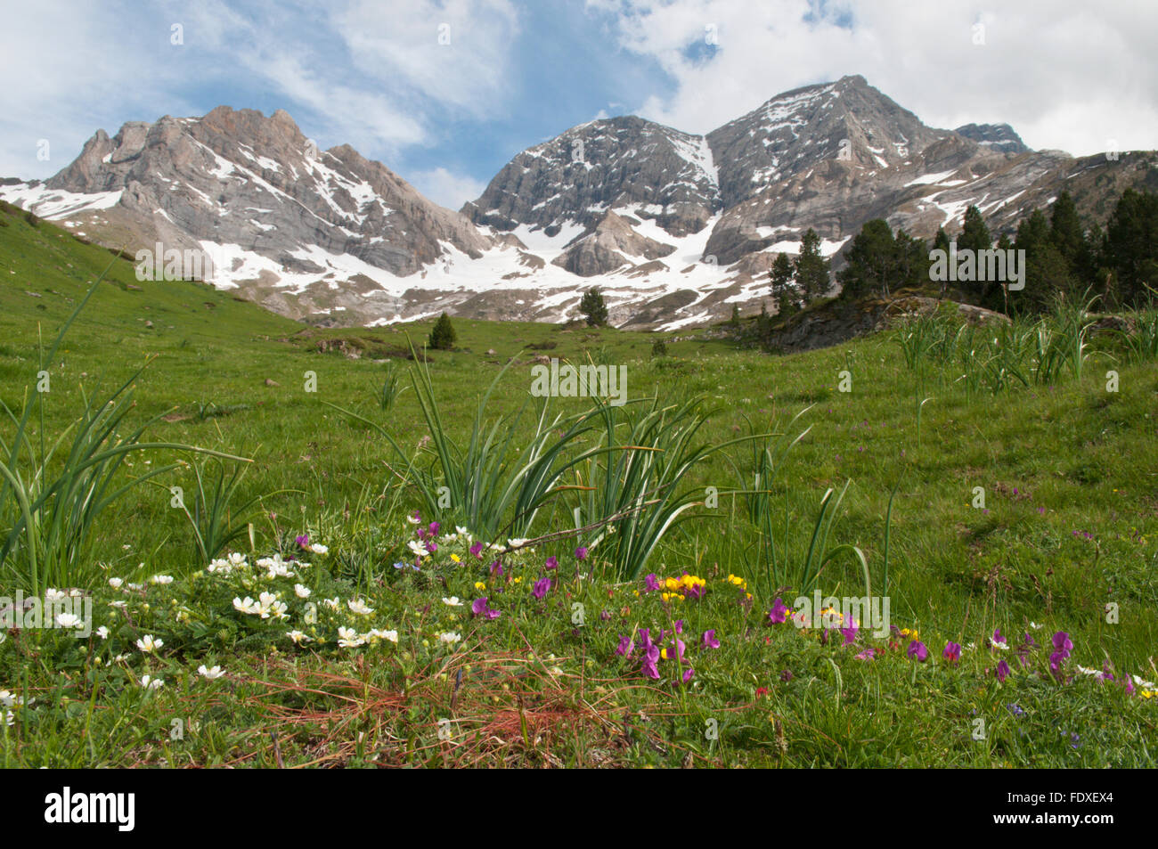 Wild flowers. Near the Cirque de Gavarnie. Park National des Pyrenees, The Pyrenees, France. June. Stock Photo