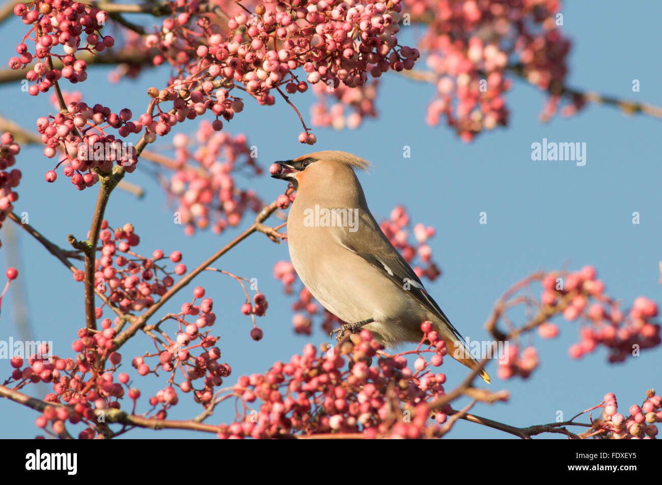 Waxwing (Bombycilla garrulus) female. In Sorbus tree with berries. Rare visitor. Hampshire, UK. December. Stock Photo