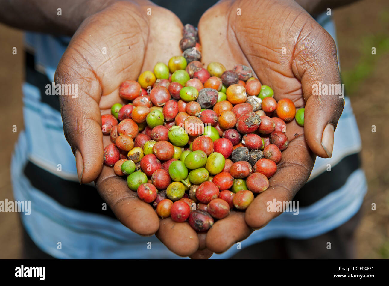 Hands holding freshly picked coffee beans ready to be dried. Uganda