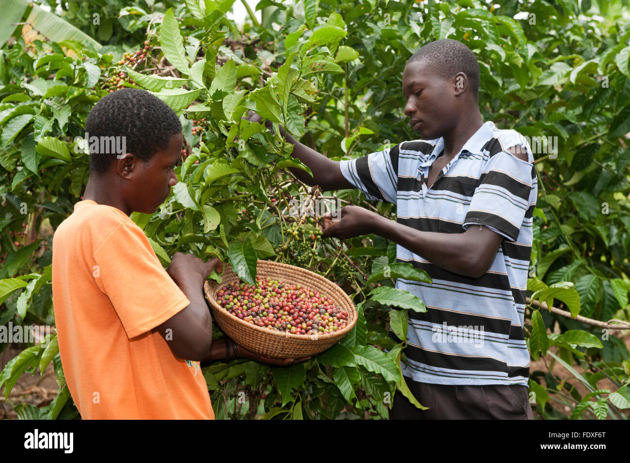 Ugandan men picking coffee beans from tree. Uganda Stock Photo