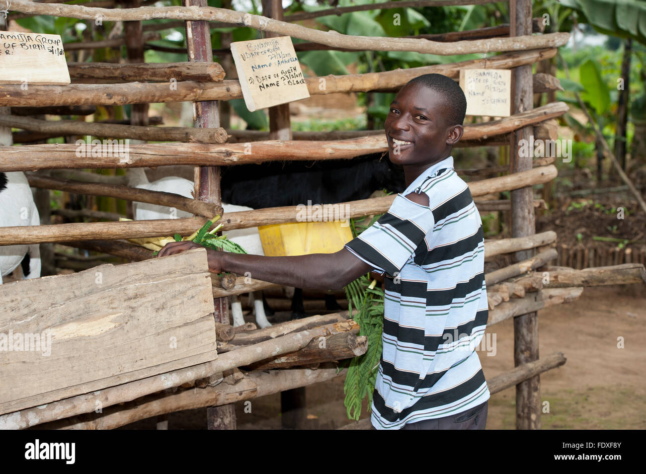 Young farmer with young Boer goat, which produces more meat than