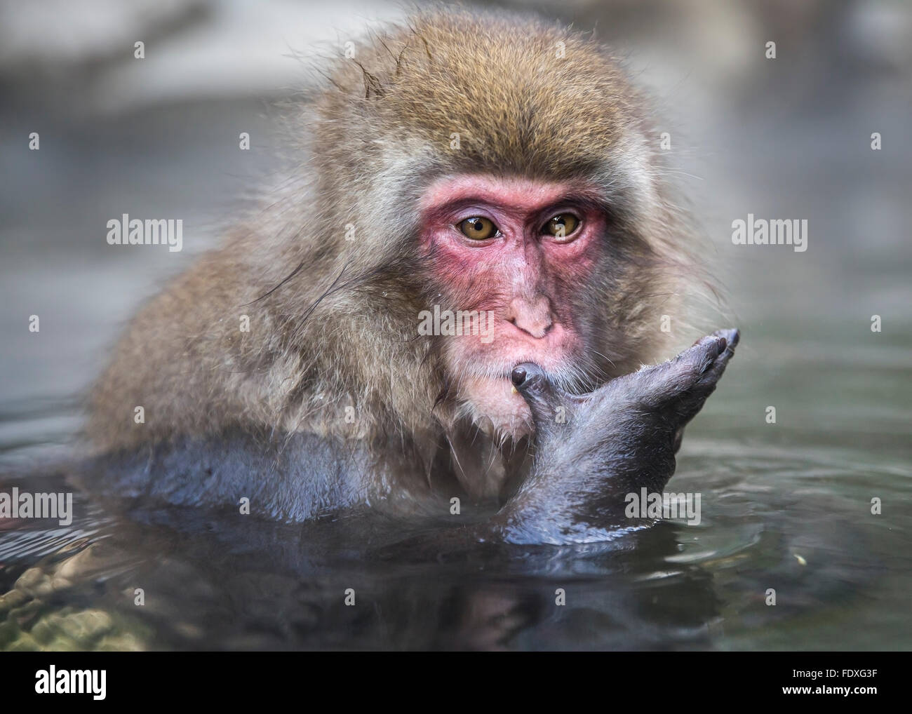 snow monkeys in hot spring at Nagano, Japan Stock Photo