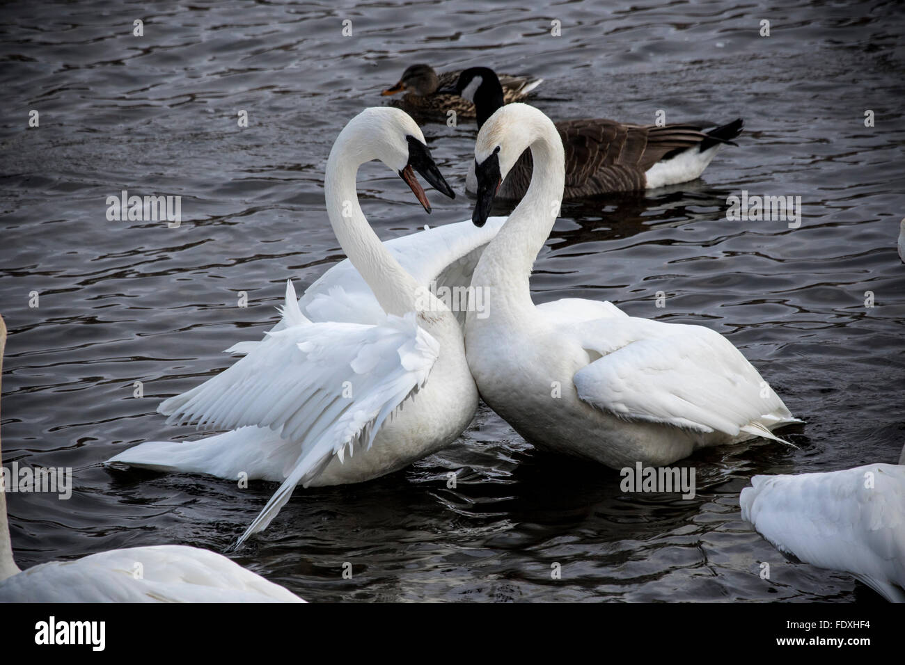 Trumpeter Swans face off in a lively confrontation at Swan Park, Monticello, MN, USA Stock Photo