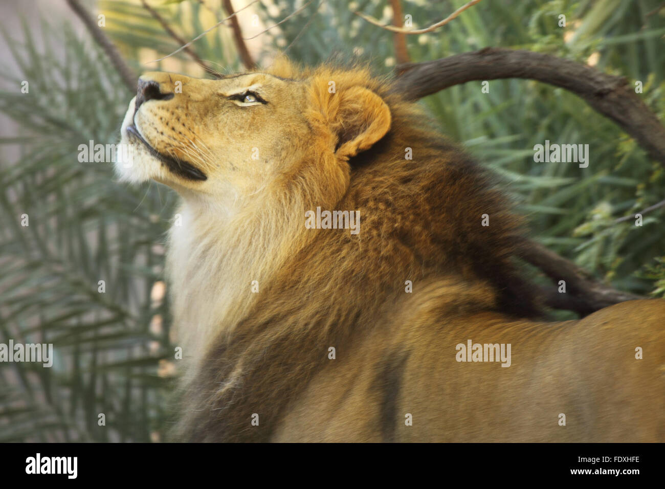 A male African Lion looking up Stock Photo Alamy