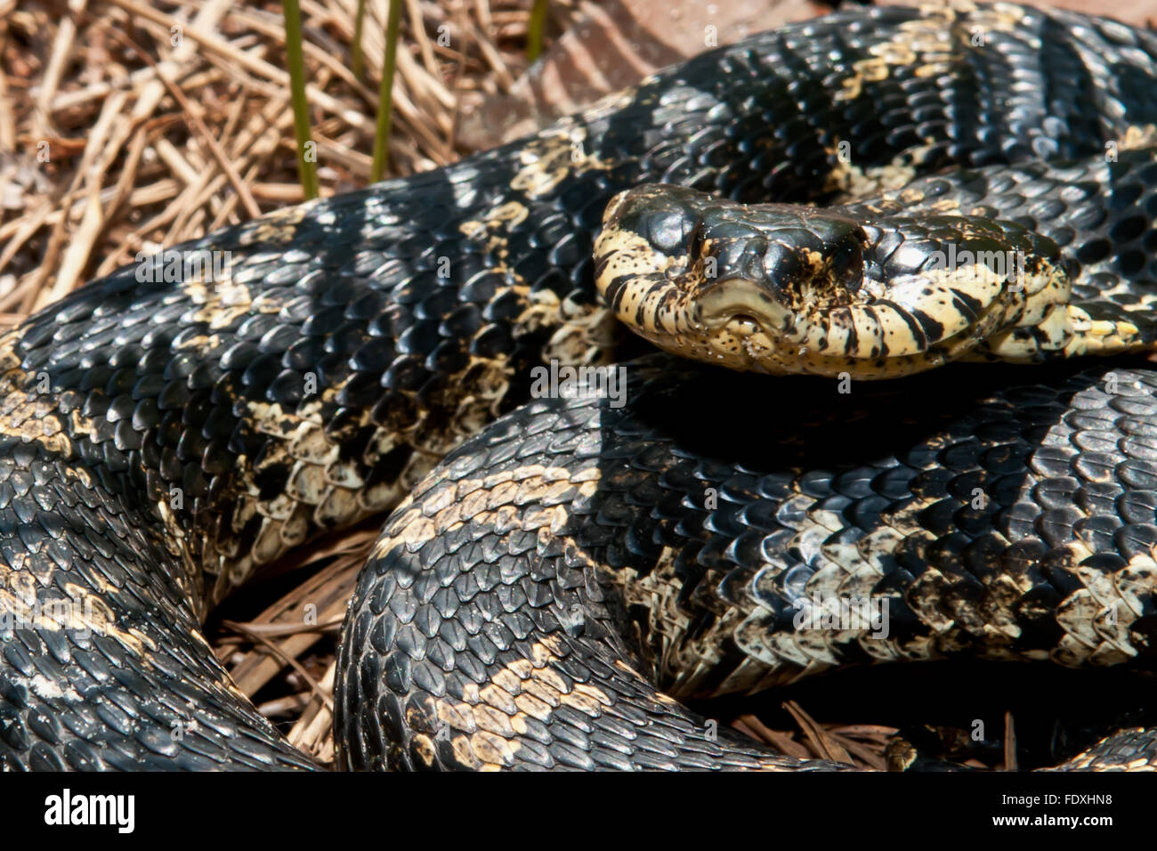 Eastern hognose snake playing dead - Heterodon platyrhinosj Stock