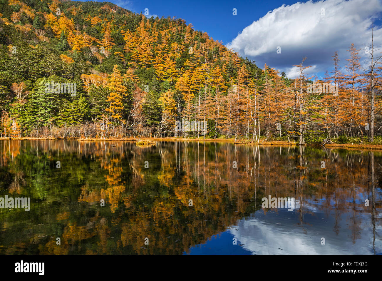 Colorful Autumn forest park in Hokkaido, Japan Stock Photo
