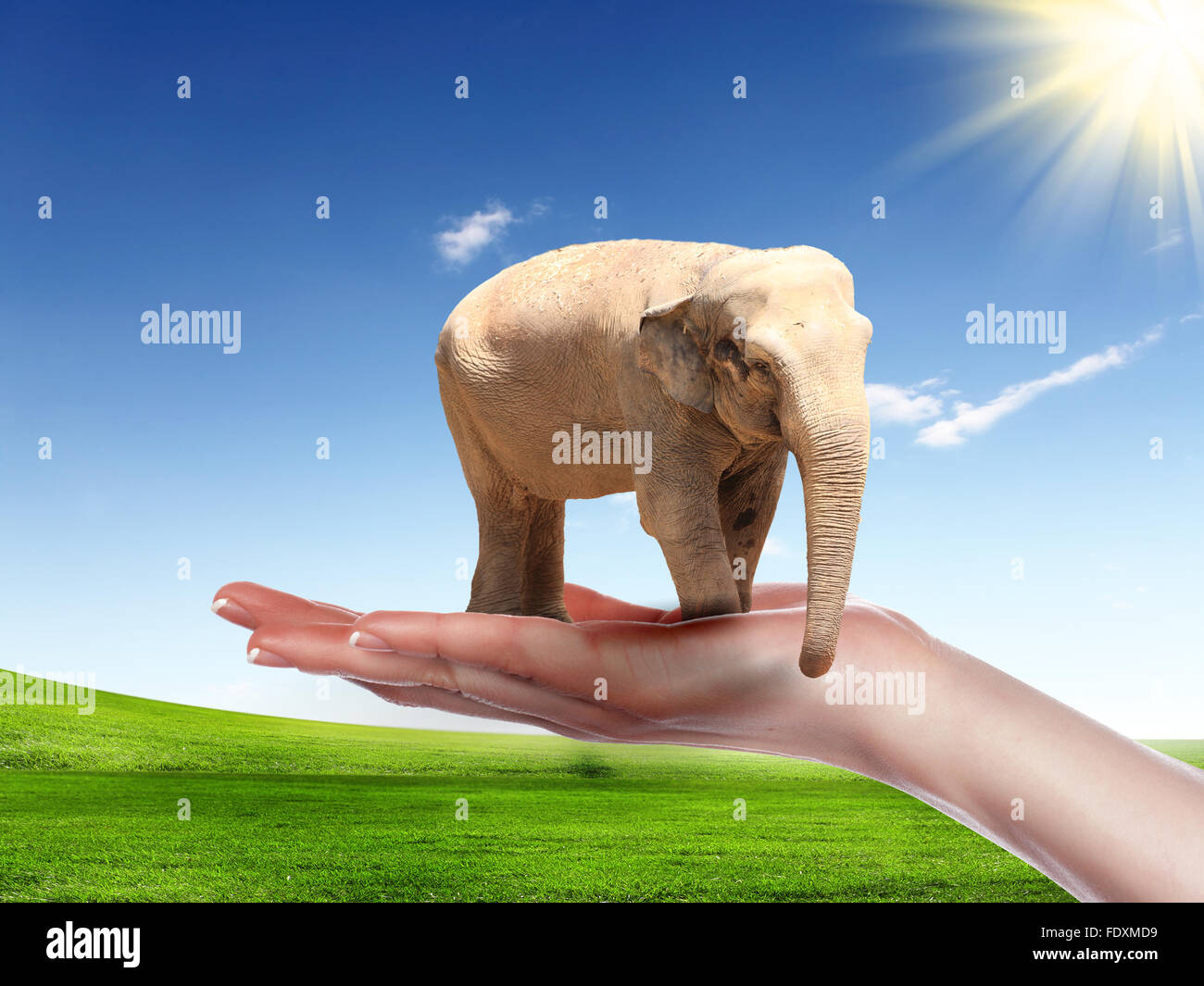 picture of a human hand with an elephant on it Stock Photo Alamy
