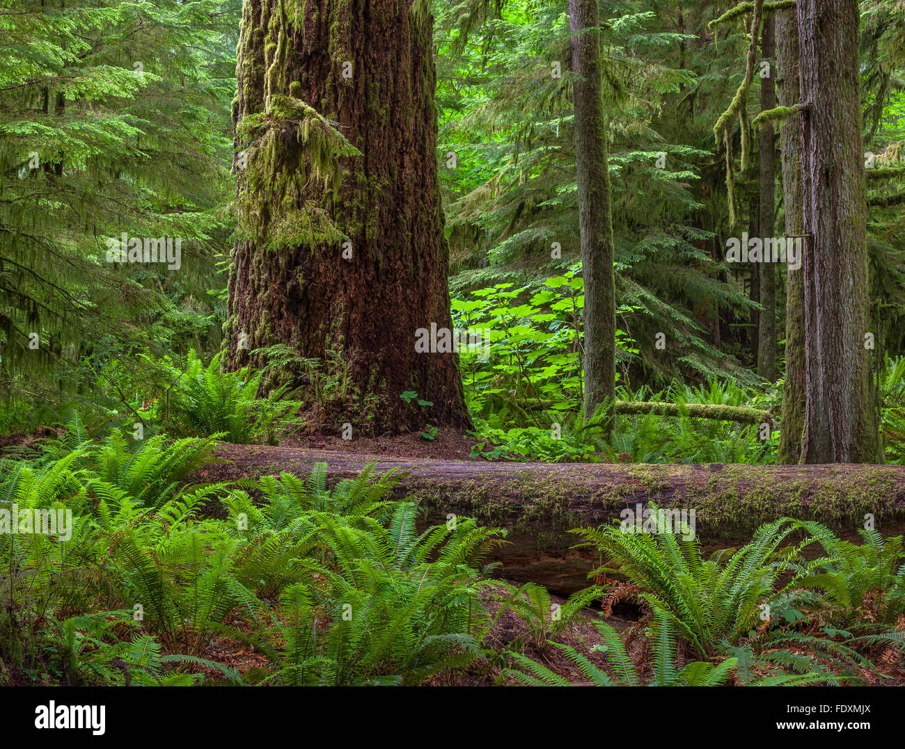 Vancouver Island, British Columbia, Canada: Cathedral Grove of old Growth forest, MacMillan Provincial Park Stock Photo