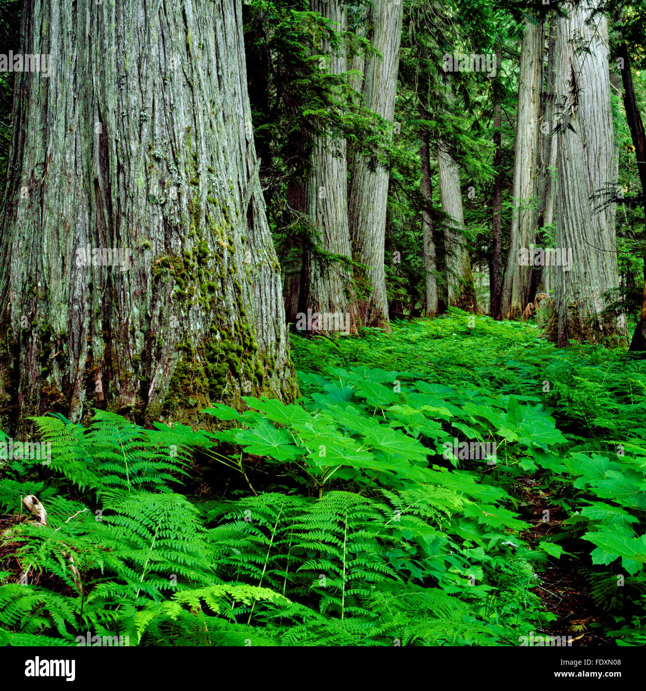 Giant cedar tree hires stock photography and images Alamy