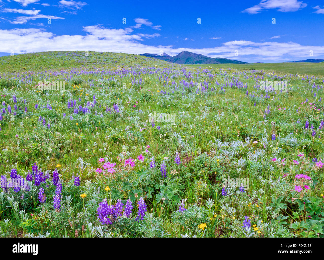 wildflowers on the prairie below the rocky mountain front near heart butte, montana Stock Photo