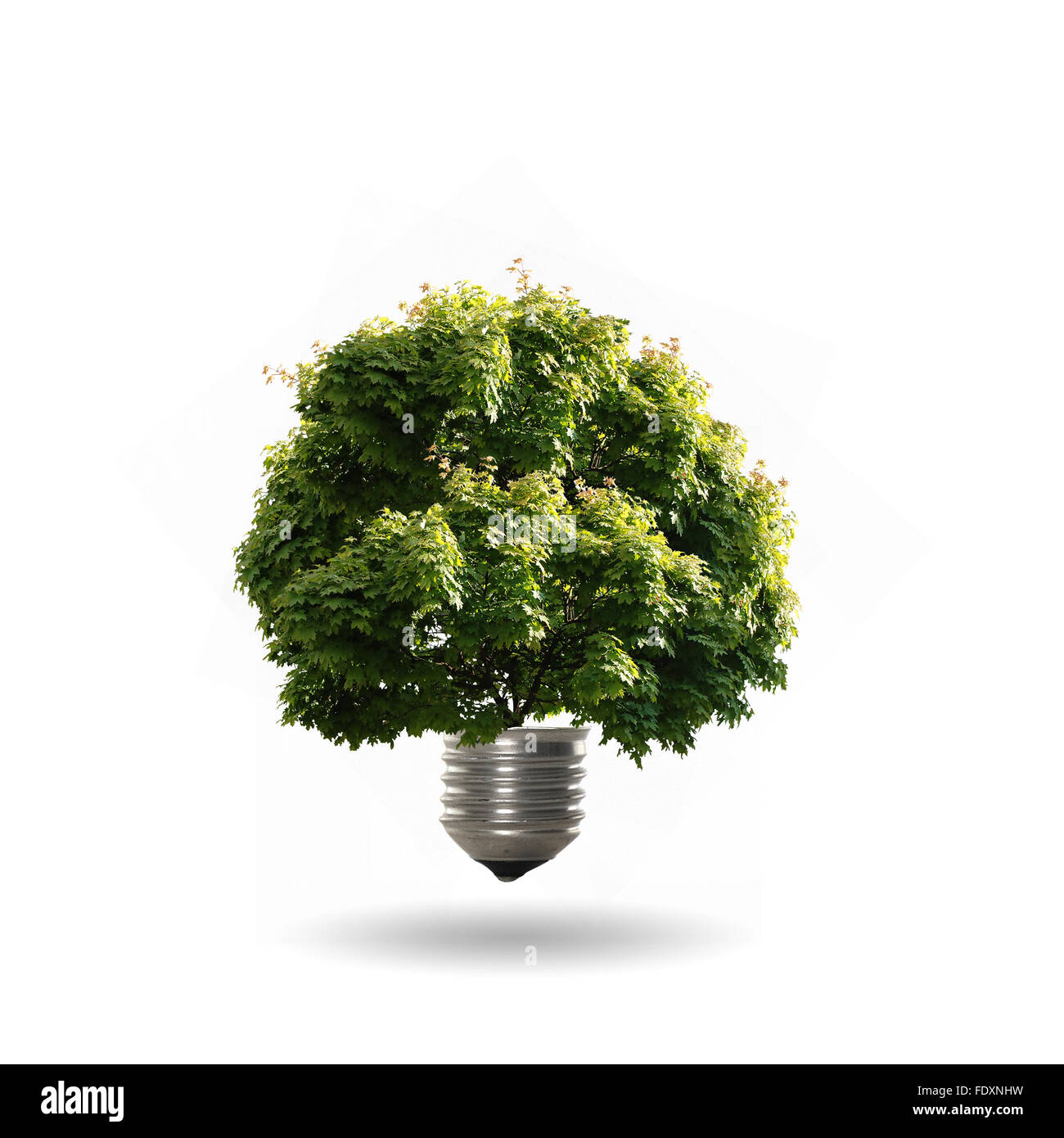 Growing out tree Cut Out Stock Images Pictures Alamy Growing out tree Cut Out Stock Images Pictures Alamy