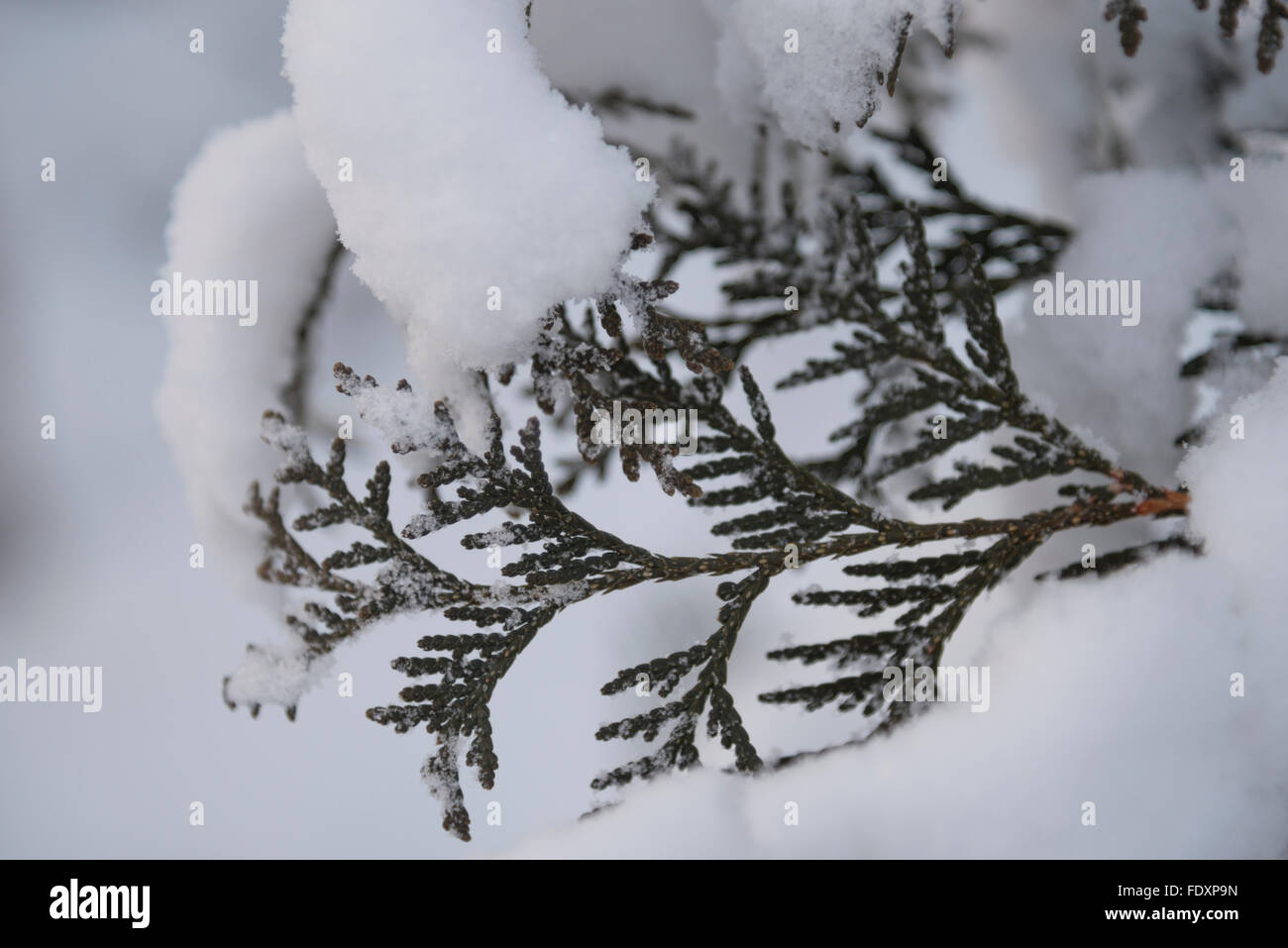 During the night snow accumulated on everything, including the needles of this Northern White Cedar (Thuja occidentalis). Stock Photo