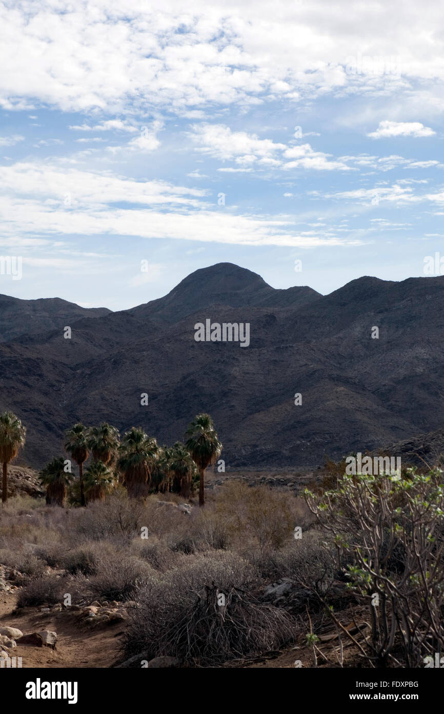 A view of Indian Canyons in Palm Springs, California Stock Photo
