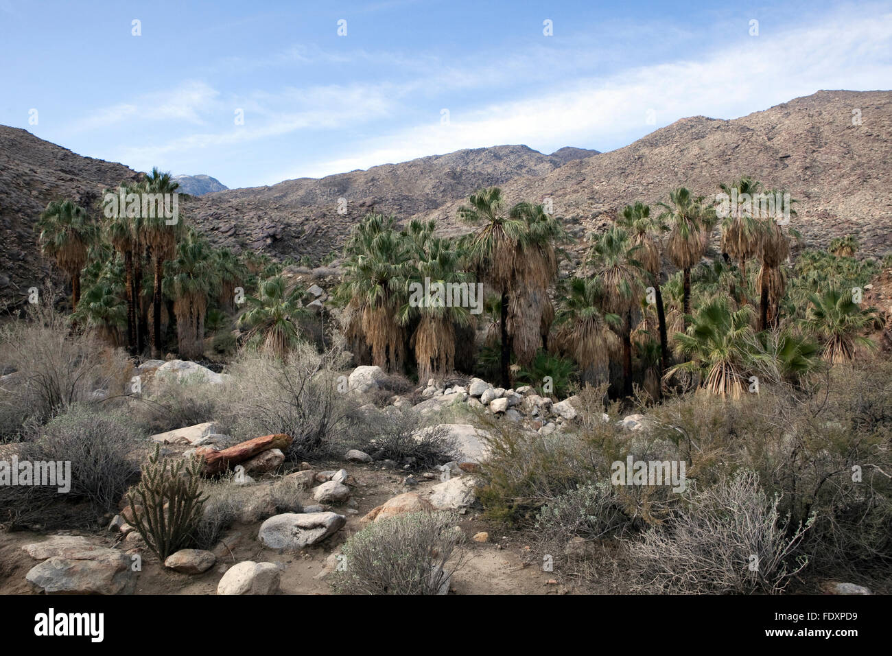 A view of Indian Canyons in Palm Springs, California Stock Photo