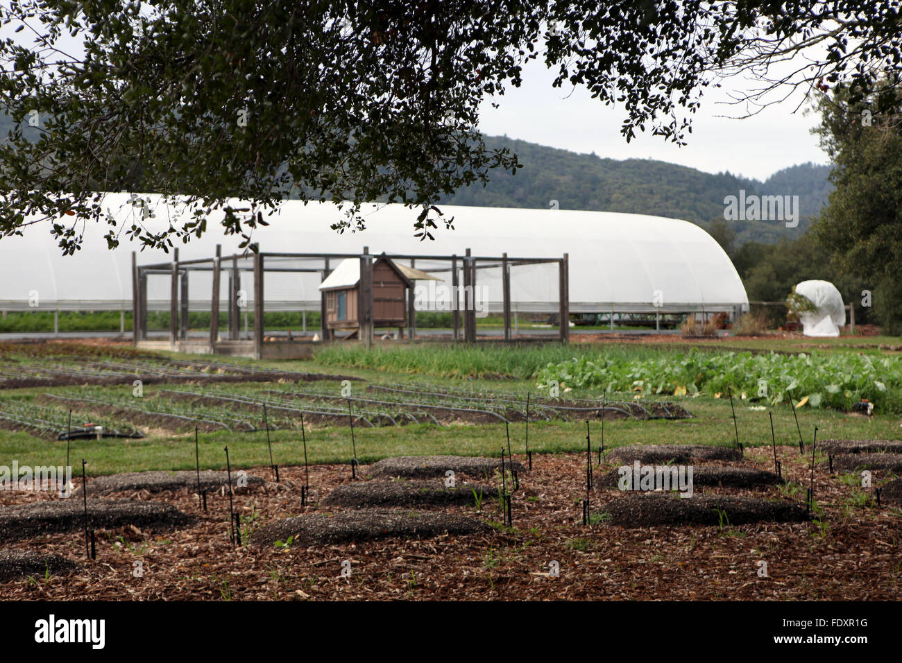 A view of the garden grown by Thomas Keller's French Laundry restaurant