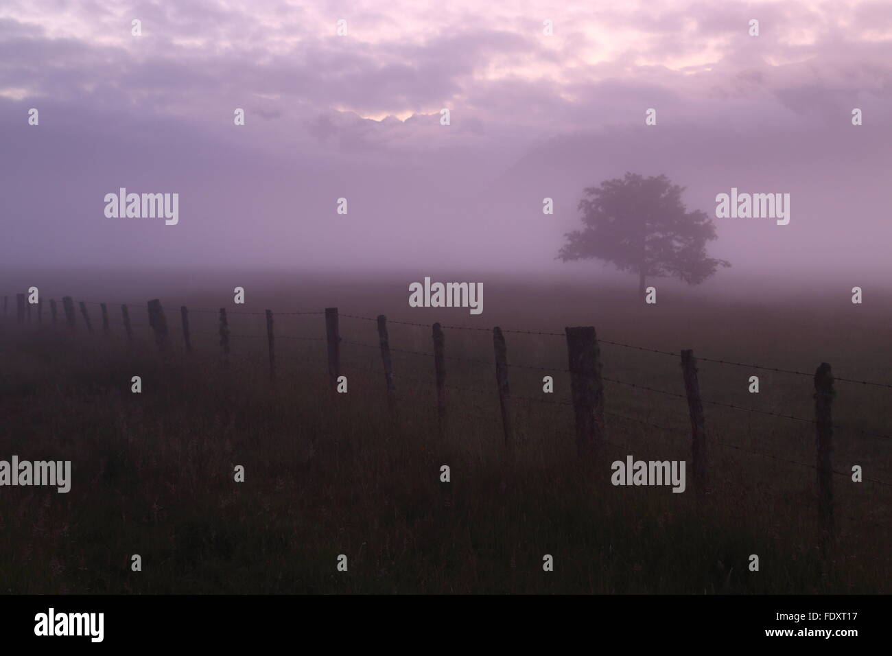 A farm fence and lone tree disappear in fog as dawn rises over the Southern Alps at Fox Glacier, New Zealand. Stock Photo