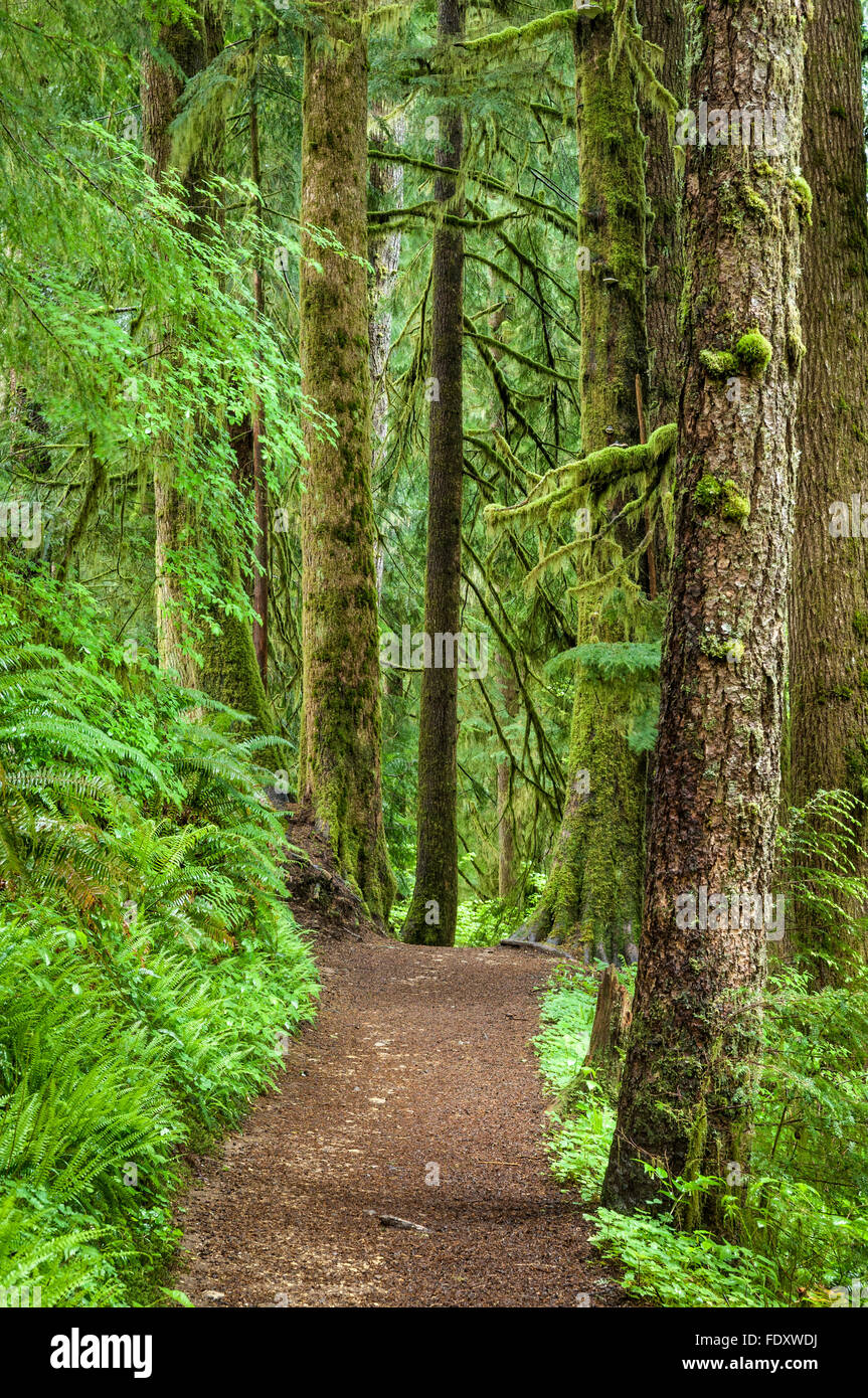 Drift Creek Falls Trail, Siuslaw National Forest, Oregon Coast. Stock Photo