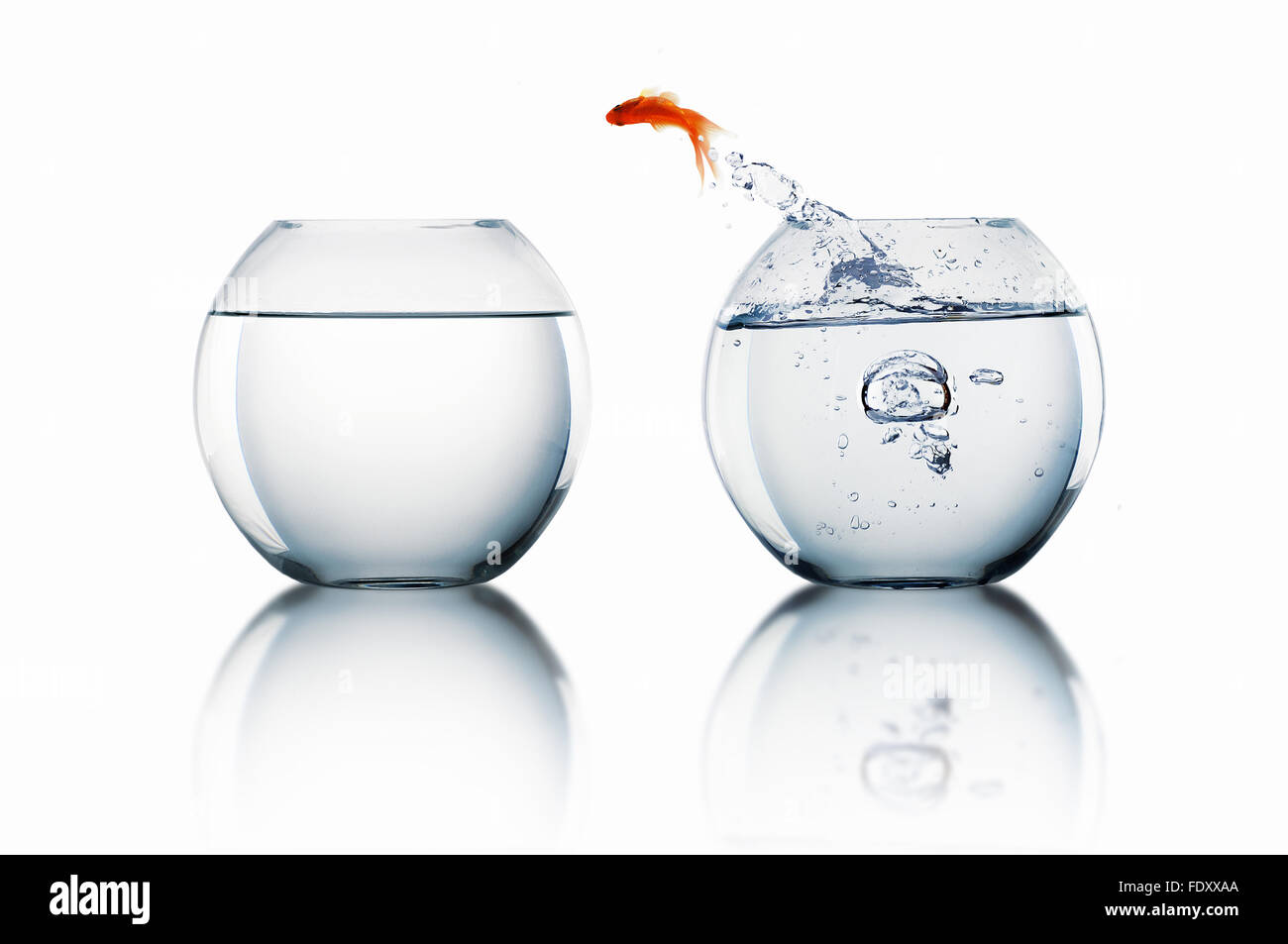 gold fish jumping out of water in fishbowl Stock Photo Alamy