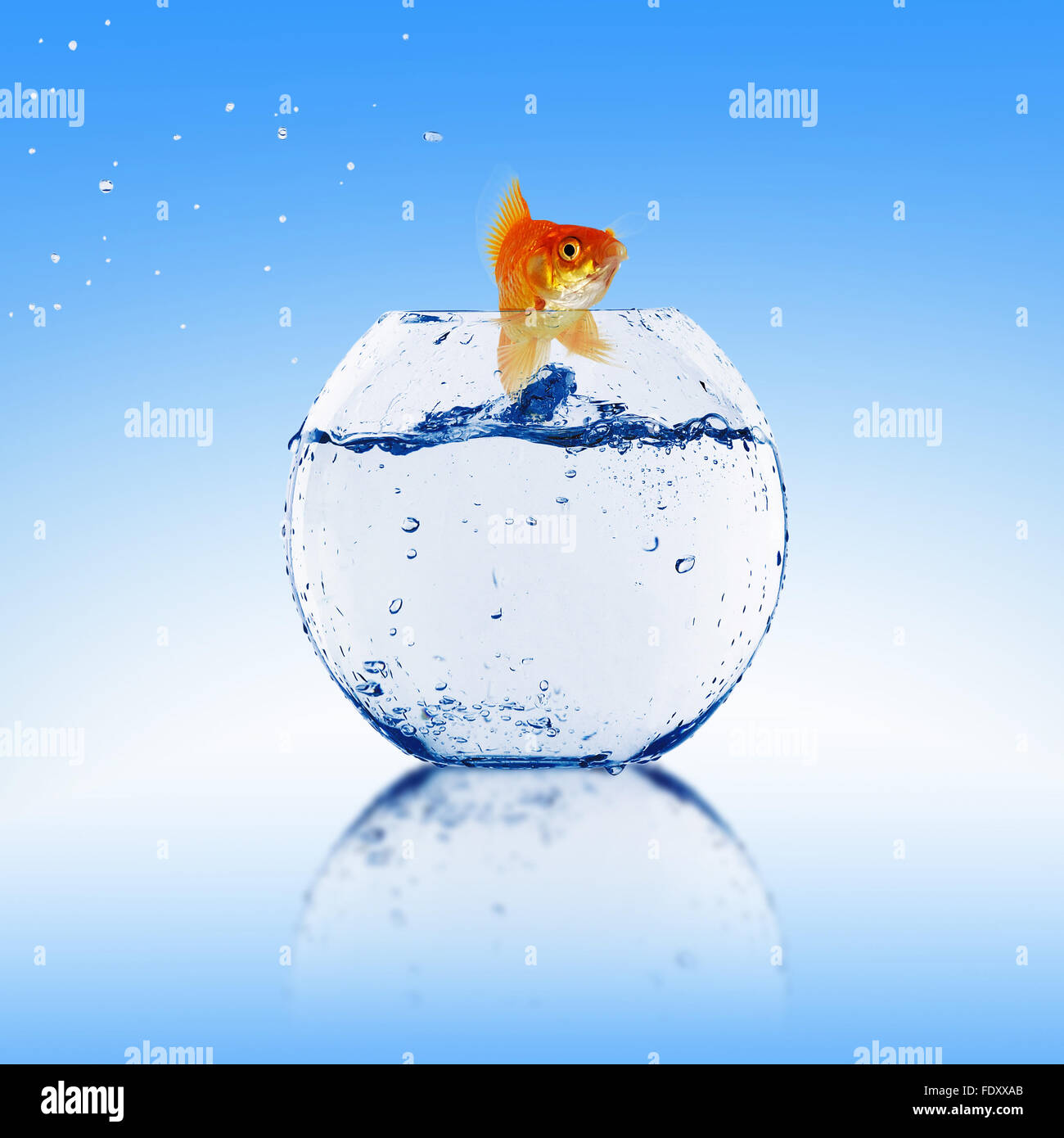 gold fish jumping out of water in fishbowl Stock Photo Alamy