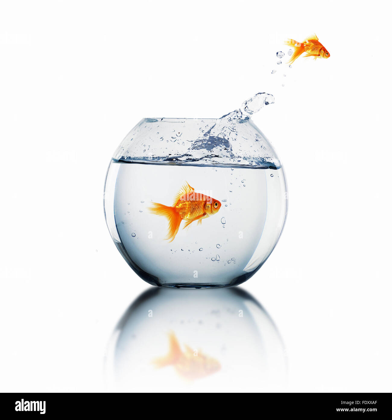 gold fish jumping out of water in fishbowl Stock Photo Alamy