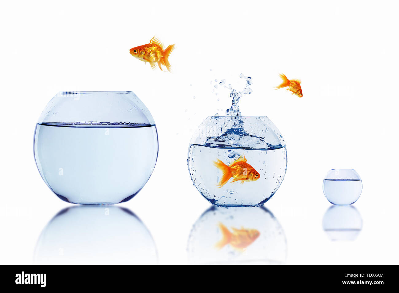 Page 2 Gold Fish Jumping Out Of Fish Bowl High Resolution Stock