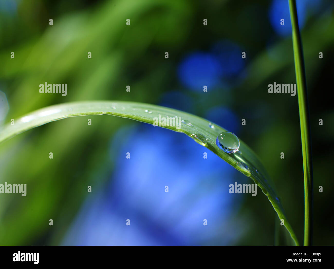 drop of dew on a blade of grass Stock Photo Alamy