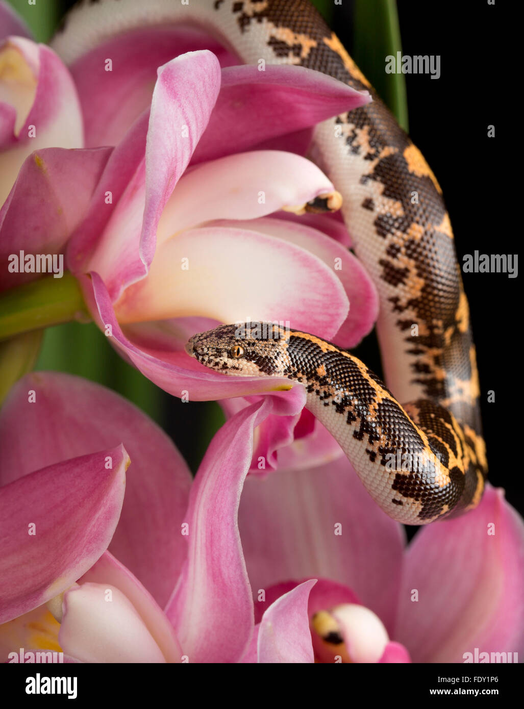 Colubrinus cymdibuym hires stock photography and images Alamy
