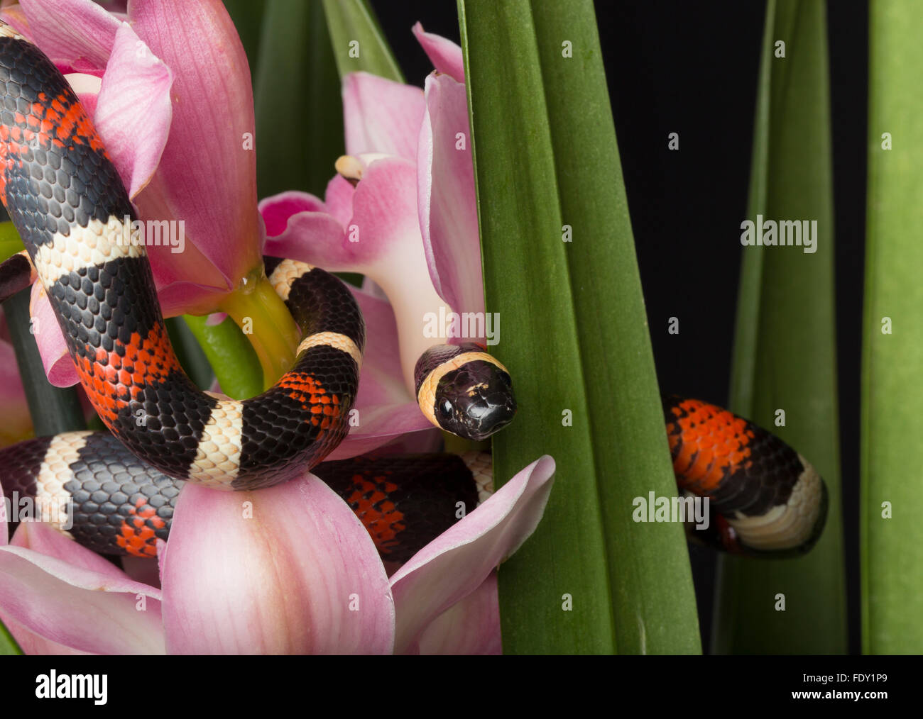 Banded Snake among Flowers Stock Photo