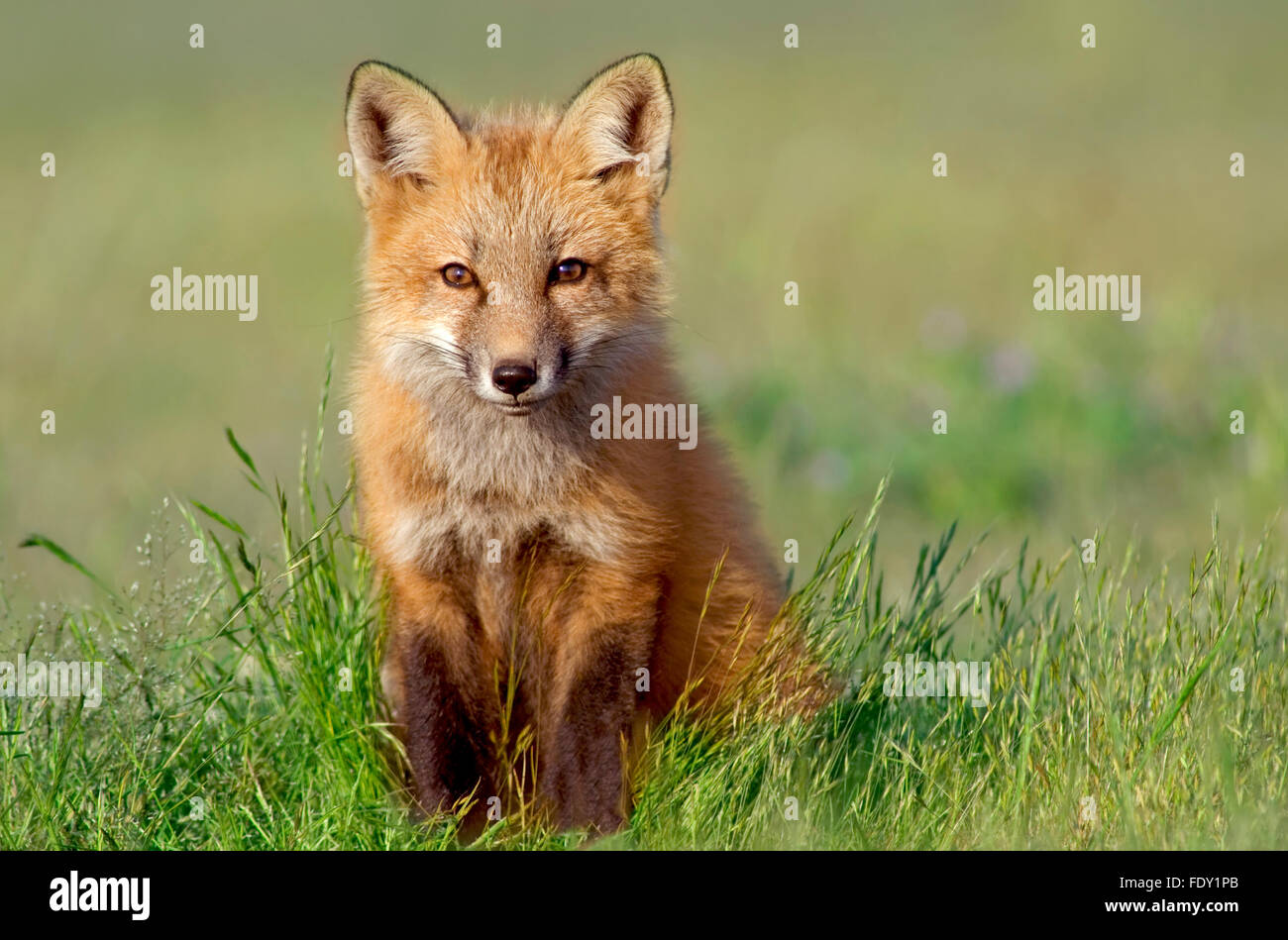 Curious Young Fox Stock Photo