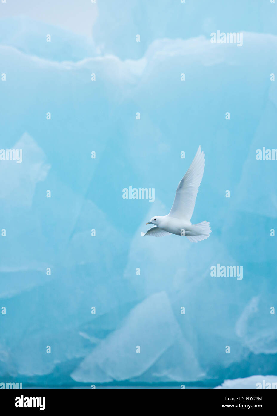 Arctic, Svalbard, Hornsund. Ivory gull flying past blue iceberg. Stock Photo