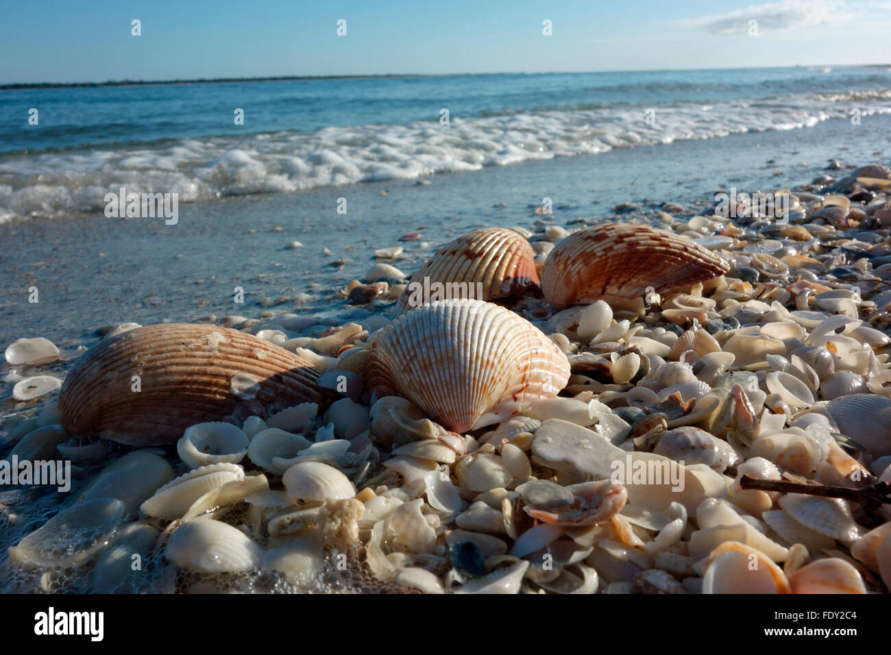 Shells seashells on the beach at Boca Grande Florida USA 