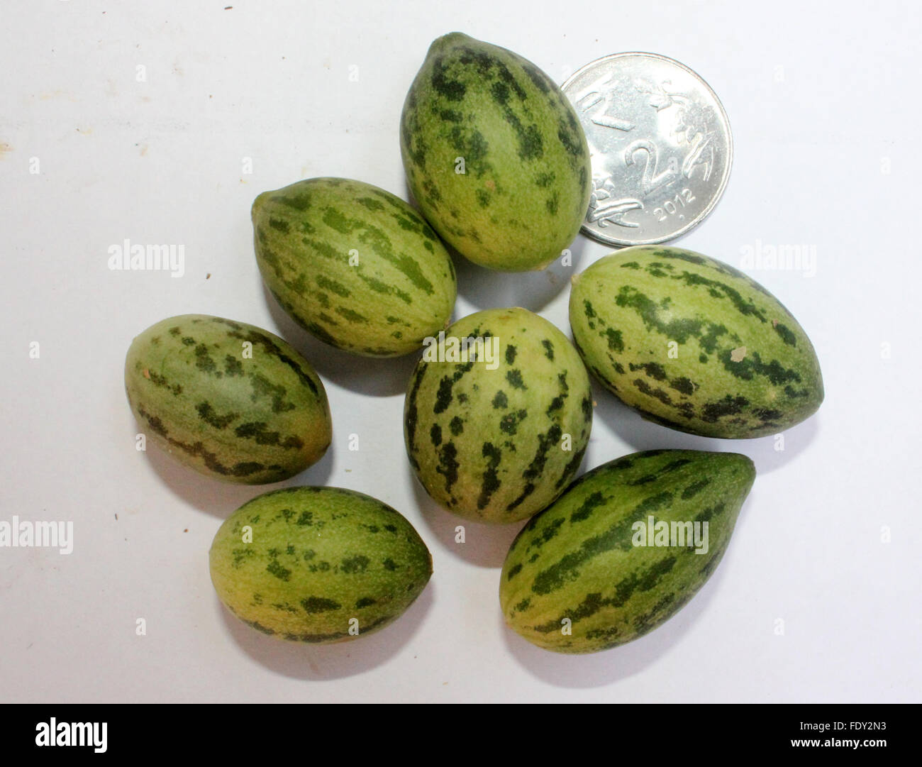 Wild melon, Cucumis melo var agrestis, fruit section chhoti kachri, oval fruit, green skin, dark green patches, pale green flesh Stock Photo